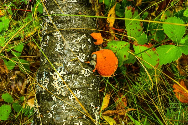 Herbstlaub Und Alter Baumstamm Auf Dem Boden — Stockfoto