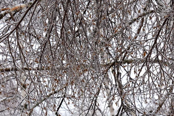 Mrożone Drzewa Zimnej Kanadyjskiej Zimie — Zdjęcie stockowe
