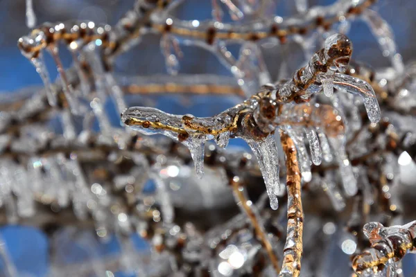 Vista Perto Galhos Árvores Congeladas Inverno Frio Canadense — Fotografia de Stock