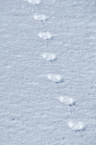 snow on the ground with animal footprints