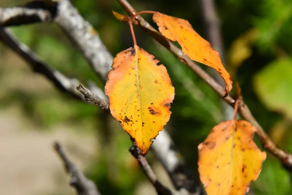 Hermosas Hojas Otoñales Quebec Canadá —  Fotos de Stock