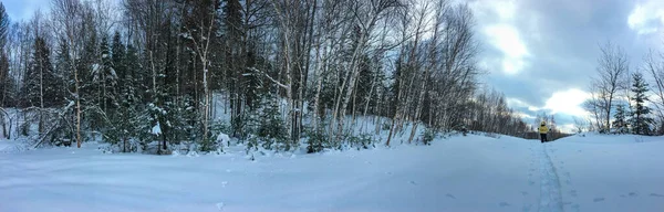 Árvores Congeladas Inverno Frio Canadense — Fotografia de Stock