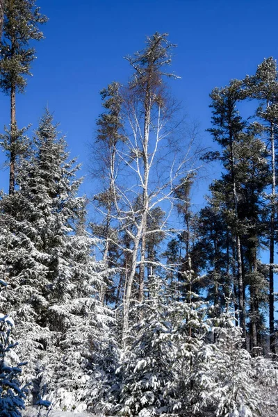 Árboles Congelados Frío Invierno Canadiense —  Fotos de Stock