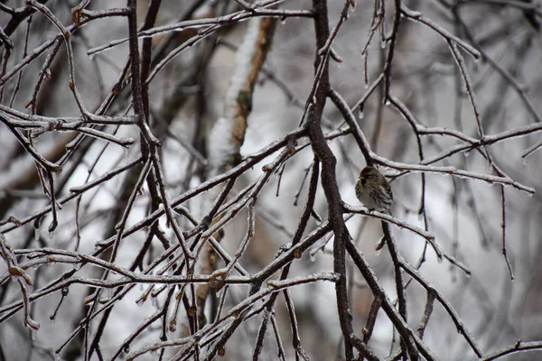 Close View Frozen Tree Branches Cold Canadian Winter — Stock Photo, Image