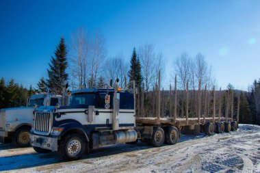 Quebec 'teki Kanada ormanlarında tüm ağaçları taşımak için ağır kamyon römorku.