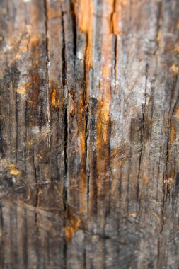 Doğal desenli eski ahşap doku. 