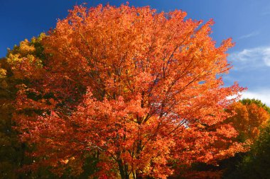 Kanada ormanlarında sonbahar renkleri, Quebec