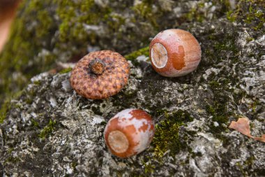 Sonbahar yapraklarında kahverengi meşe palamutları, yakın