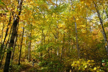 Ormanda sonbahar ağaçları