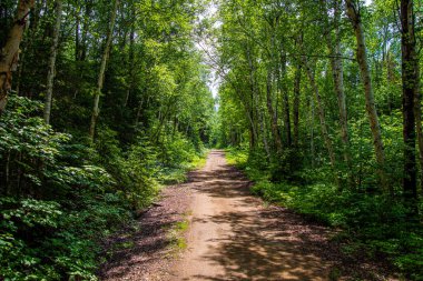 Boş yol yeşil orman