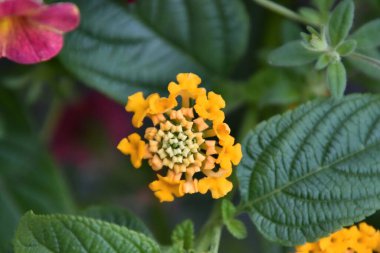 Bahçedeki sarı çiçekler