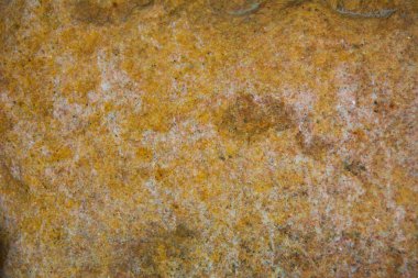 Quebec, Lanaudiere bölgesindeki Kanada ormanlarında güzel bir dokusu olan doğal bir taş.