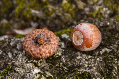 Sonbahar yapraklarında kahverengi palamut, yakın.