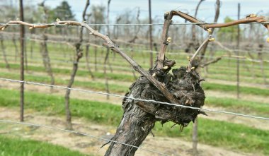 İlkbaharda bir üzüm bağı manzarası 