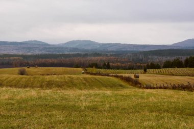rural landscape with field, green meadows  