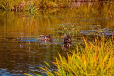 Göldeki vahşi ördekler