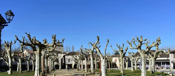 İlkbaharda bir üzüm bağı manzarası 