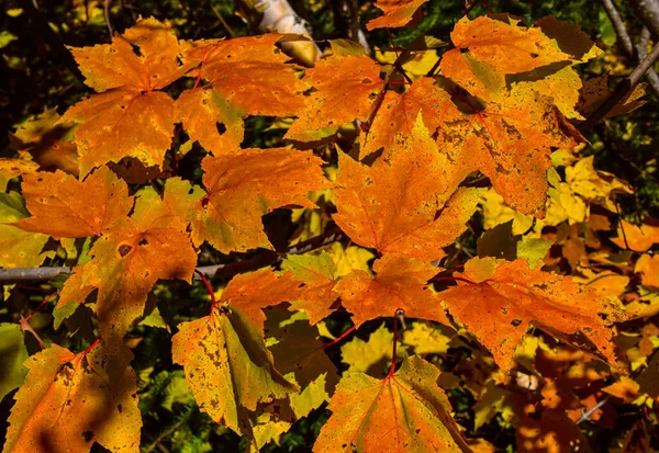 Bunte Herbst Laub Hintergrund — Stockfoto