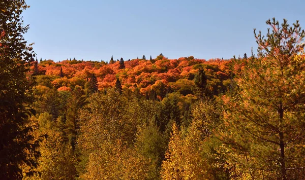 魁北克加拿大森林秋天的色彩 — 图库照片