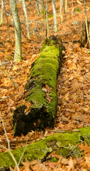 Groen Mos Boomstam Het Park — Stockfoto