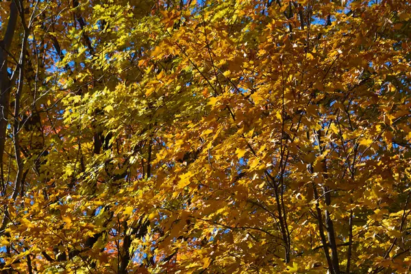 Kolory Jesieni Kanadyjskim Lesie Quebec — Zdjęcie stockowe