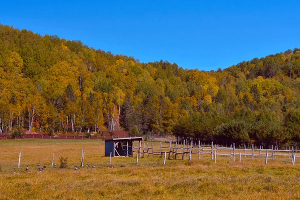 木製の柵や木がある秋の風景 — ストック写真