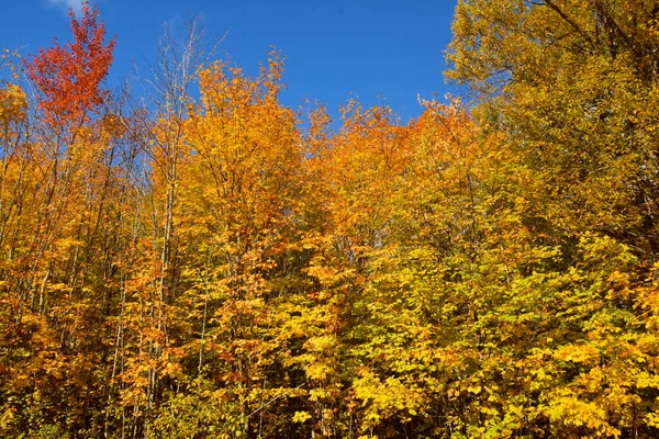 Colori Dell Autunno Nella Foresta Canadese Quebec — Foto Stock