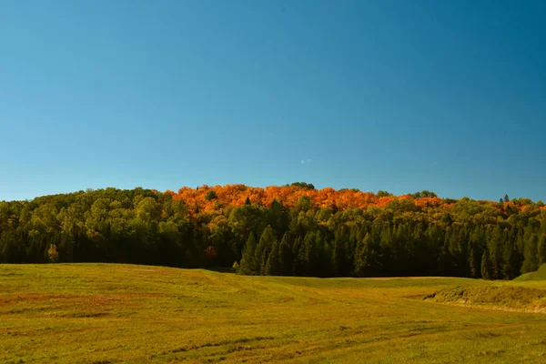 Couleurs Automnales Dans Forêt Canadienne Québec — Photo