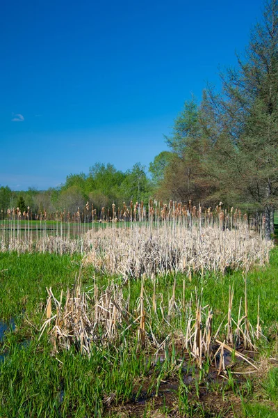 Paisagem Primavera Com Junco Plantas — Fotografia de Stock