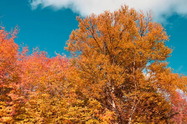 Fall colors in Canadian forest, Quebec