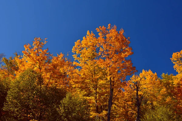 カナダの森ケベック州の秋の色 — ストック写真