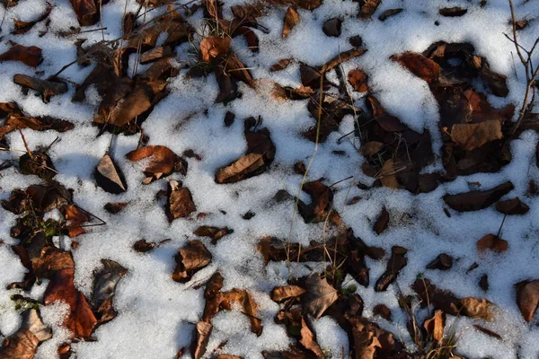 Φύλλα Καλυμμένα Χιόνι Στο Έδαφος Στο Πάρκο — Φωτογραφία Αρχείου