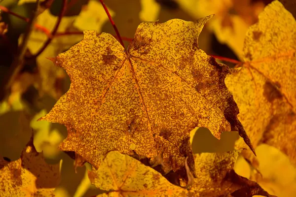 Bunte Herbst Laub Hintergrund — Stockfoto