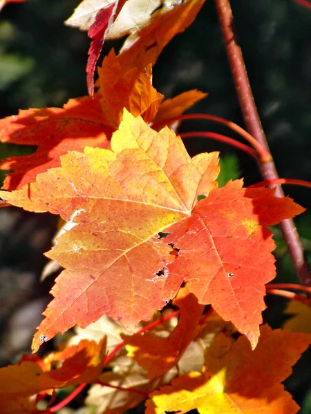 Herbstlaub Park — Stockfoto