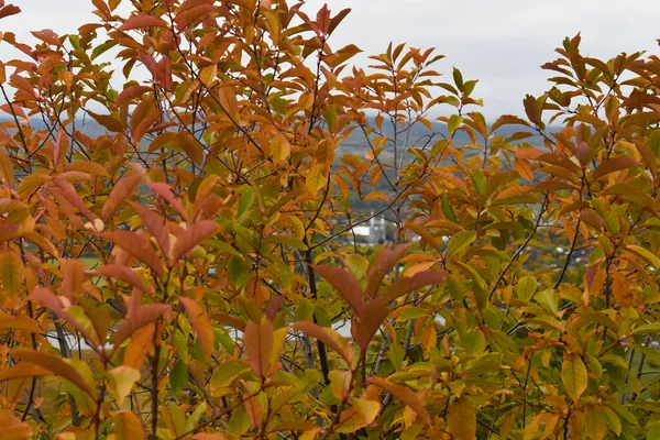 Fall colors in Canadian forest, Quebec