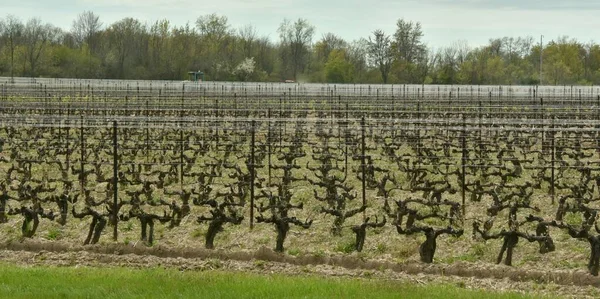 Viñedos Bodega Inniskillins Niagara Ontario Canadá — Foto de Stock