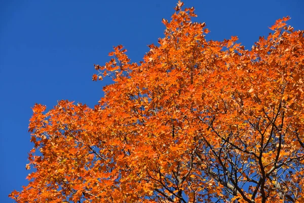 Fall colors in Canadian forest, Quebec