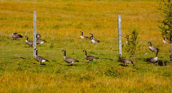 Group Geese Park — Stock Photo, Image