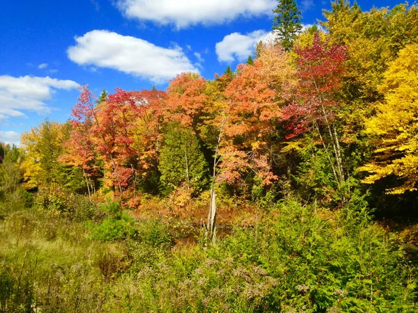 木々のある明るい秋の風景 — ストック写真