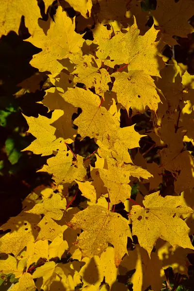 Bunte Herbst Laub Hintergrund — Stockfoto