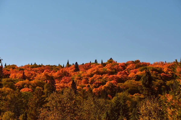 Couleurs Automnales Dans Forêt Canadienne Québec — Photo