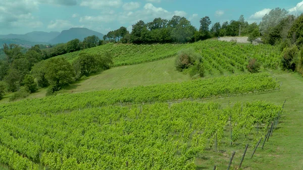 Plantaciones Verde Las Montañas — Foto de Stock