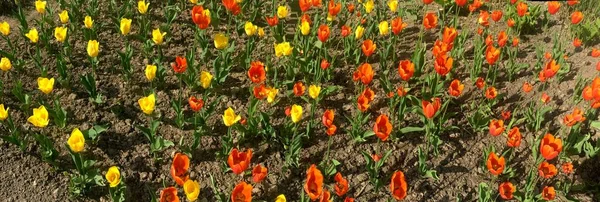 Barevné Tulipánové Květiny Zahradě — Stock fotografie