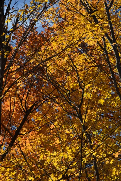 Kolory Jesieni Kanadyjskim Lesie Quebec — Zdjęcie stockowe