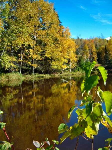 Paisaje Otoñal Con Reflejo Árboles Reflejos Agua —  Fotos de Stock