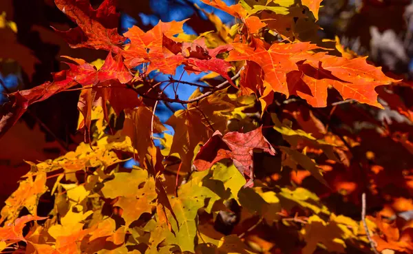 Herbstfarben Kanadischen Wald Quebec — Stockfoto