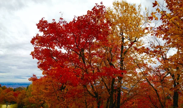 Herbstfarben Kanadischen Wald Quebec — Stockfoto