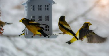 Besleyicide güzel ispinozlar