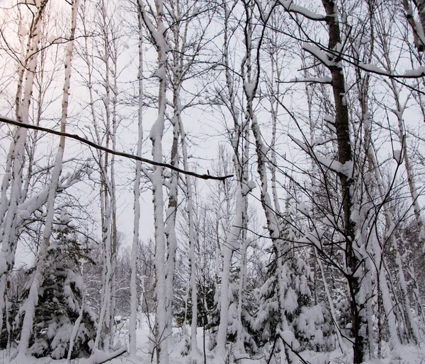 Snow Covered Trees Cold Canadian Winter — Stock Photo, Image