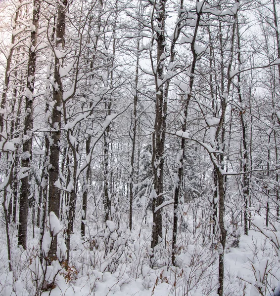 Schneebedeckte Bäume Kalten Kanadischen Winter — Stockfoto